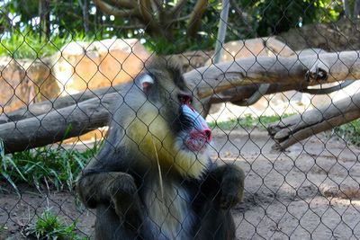 Close-up of monkey eating in cage at zoo