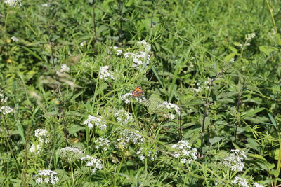 View of insect on flowering plant