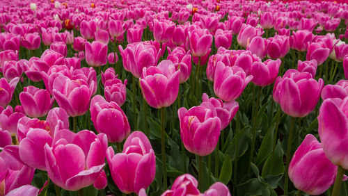 Close-up of pink tulips on field