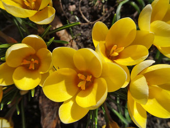 Close-up of yellow flowers