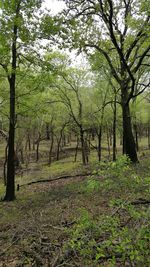 Trees in forest