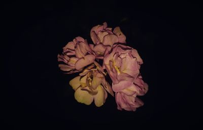 Close-up of pink flowers against black background