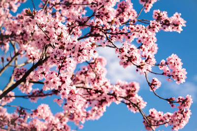 Low angle view of cherry blossoms against sky