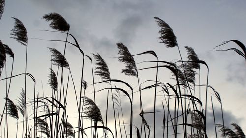 Low angle view of plants against sky