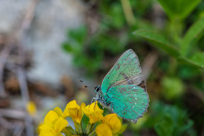 Close-up of butterfly pollinating on flower