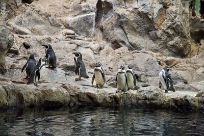 View of penguins on rock formation