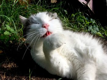 Close-up of a cat lying on grass