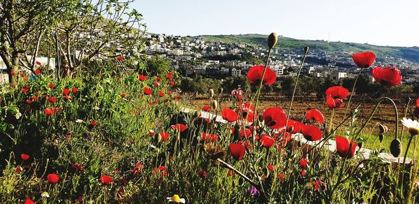 Red poppies on field against sky