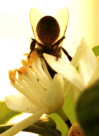 Close-up of man