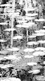 Full frame shot of ducks in lake