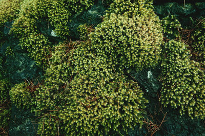 Low angle view of tree