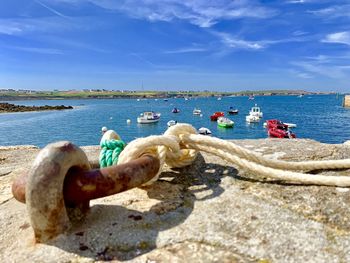 Sheep on shore at beach against blue sky