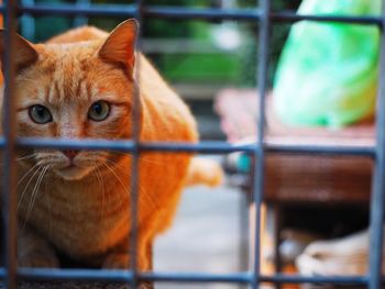 Close-up portrait of a cat