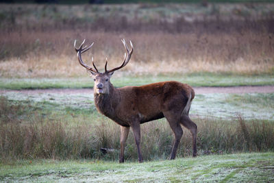 Deer standing in a field