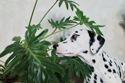 Close-up of a dog looking away