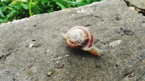 Close-up of snail on sand