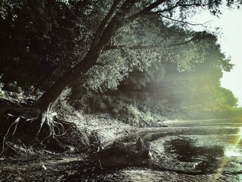 Reflection of trees in water