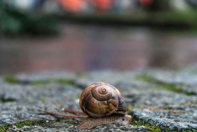 snail