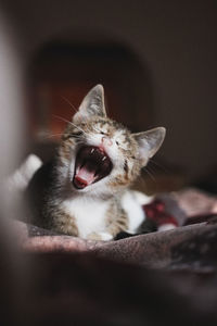 Close-up of cat yawning 