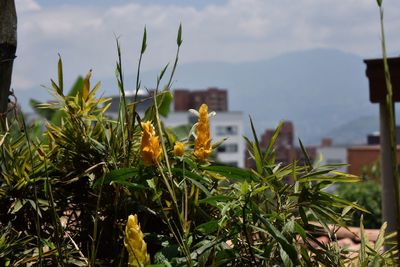 Close-up of plants against sky