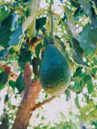 Close-up of fruit growing on tree