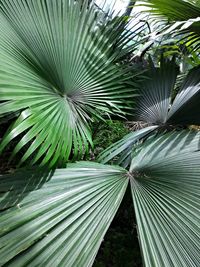 Palm leaves on palm tree