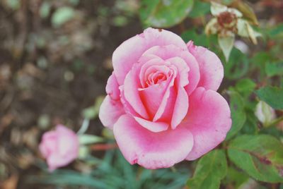 Close-up of pink rose blooming outdoors