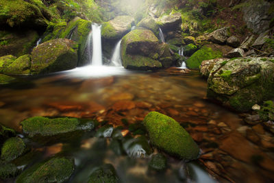 Scenic view of waterfall in forest