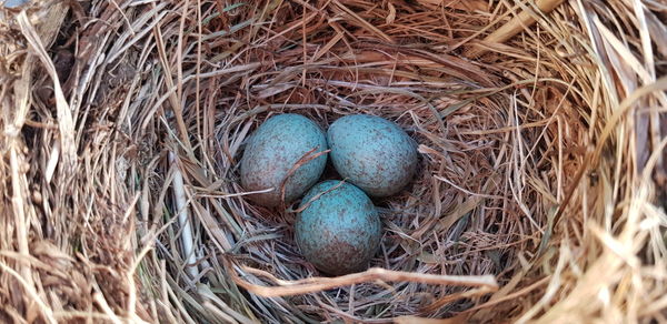 High angle view of hay in nest