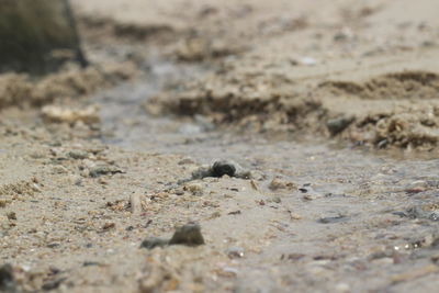 Close-up of lizard on sand