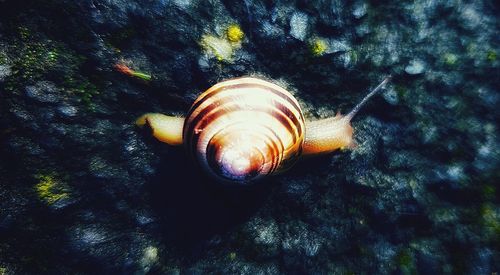 High angle view of snail