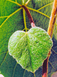 Close-up of fruits hanging on plant