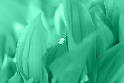 Full frame shot of green leaves