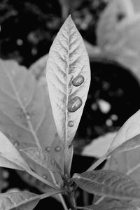 Close-up of dry leaves