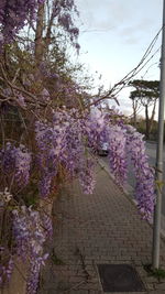 Purple flowering plants against sky