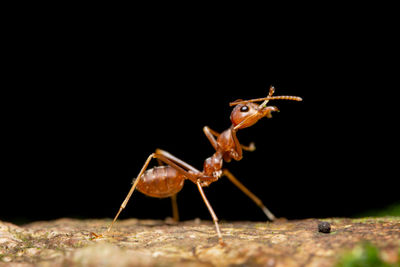 Close-up of insect on rock against black background