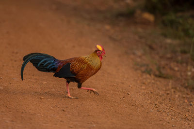 Rooster walking on land