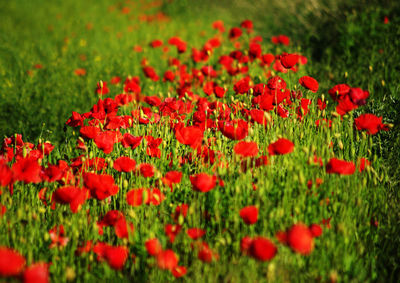 Red poppy flowers on field