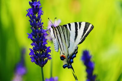 Close-up of butterfly pollinating on purple flower