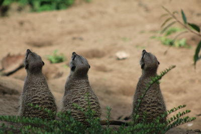 View of birds on land