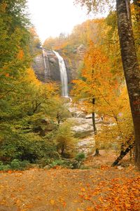 Trees in forest during autumn