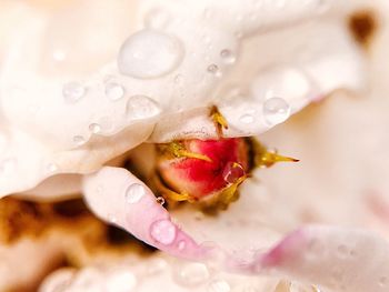 Close-up of water drops on rose