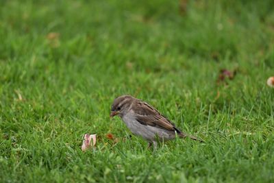 Side view of a bird on grass