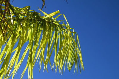 Low angle view of palm tree against clear blue sky