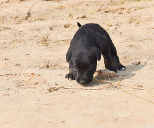 Black dog sitting on a field