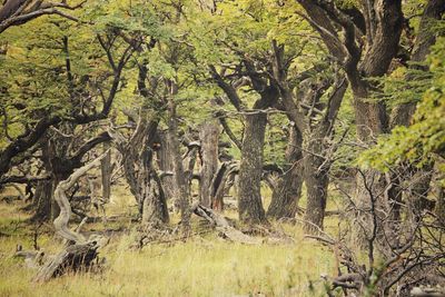 Trees in forest