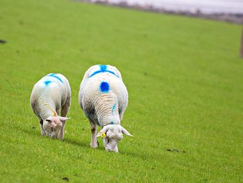 Two sheep on field