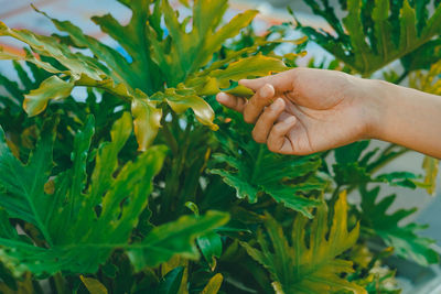 Cropped hand of woman holding plants