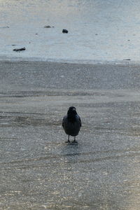 High angle view of bird perching on shore