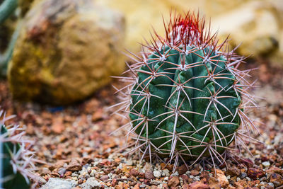 Close-up of cactus plant